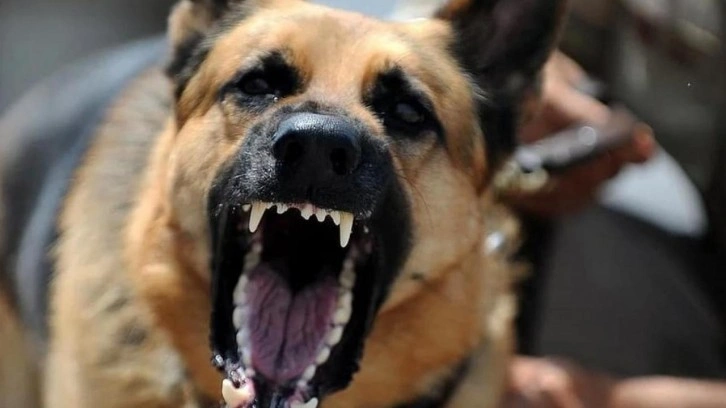 4 sokak köpeğinin saldırısına uğrayan adam silahına davrandı