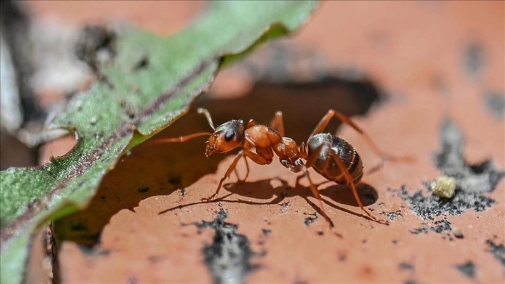 5 bin karıncayla yakalandı! İki Belçika vatandaşına para cezası