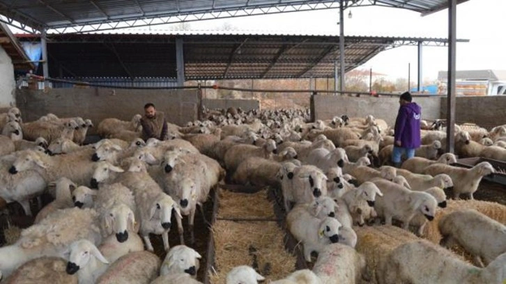 82 yaşındaki Celal dede başlattı! Torunu İngiltere'den koşup geldi!