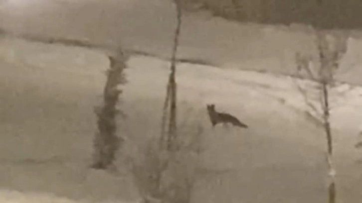 A&ccedil; kalan tilki şehir merkezine indi