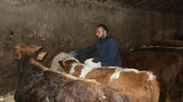 Ağrılı genç, hibe desteğiyle hayvancılık işini büyüttü