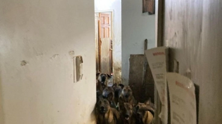 Apartman dairesinde 48 köpek bulundu