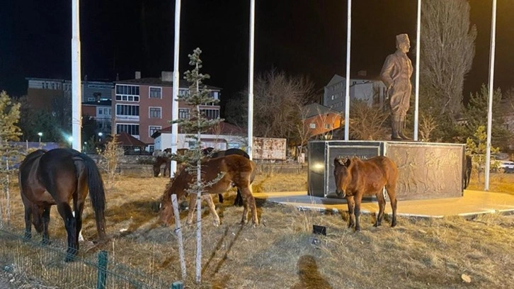Ardahan sokaklarında sürpriz misafirler! Yılkı atları şehre indi