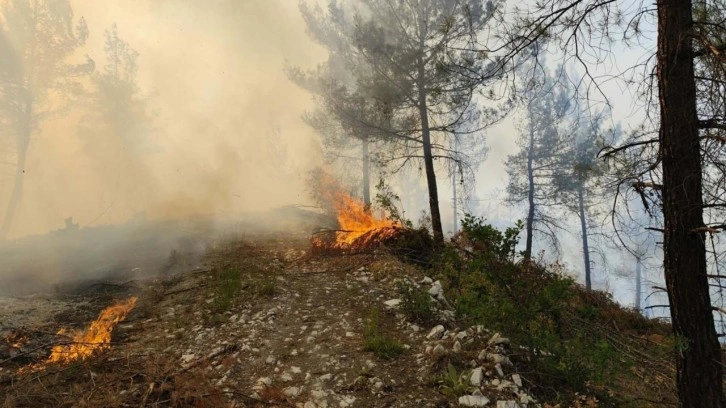 Balıkesir'de orman yangını