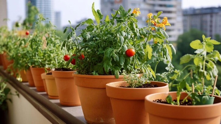 Balkonda Saksıda Sebze Bahçesi: Şehirde Kendi Gıdanızı Üretin
