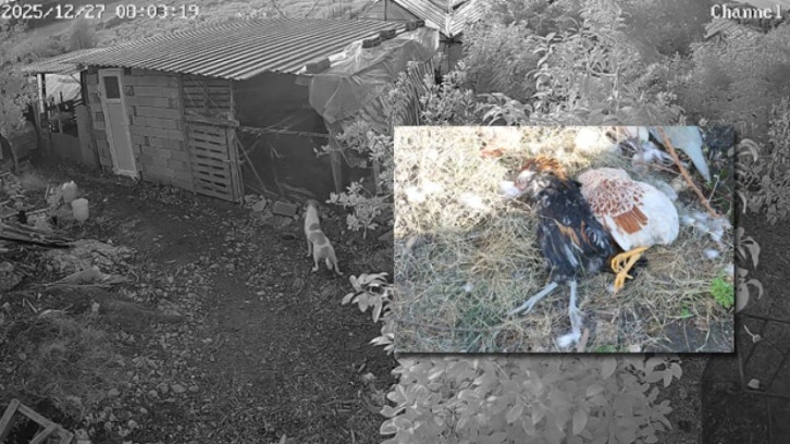 Başıboş sokak k&ouml;pekleri k&uuml;mese girerek 30 tavuğu telef etti