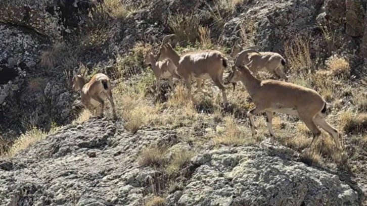 Bayburt'un zirvelerinde canlılık: Yaban keçileri sürü halinde görüntülendi
