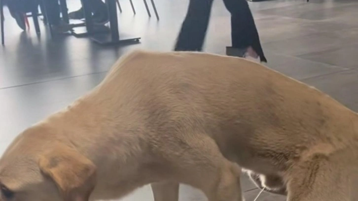 Bu kadarına da pes artık! Sokak köpeği hastanenin ortasına tuvaletini yaptı