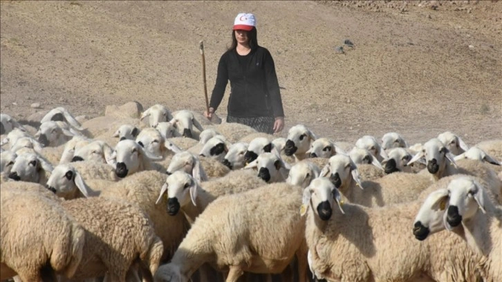 Devlet desteğiyle besiciliğe başlayan kadın 250 hayvana ulaştı