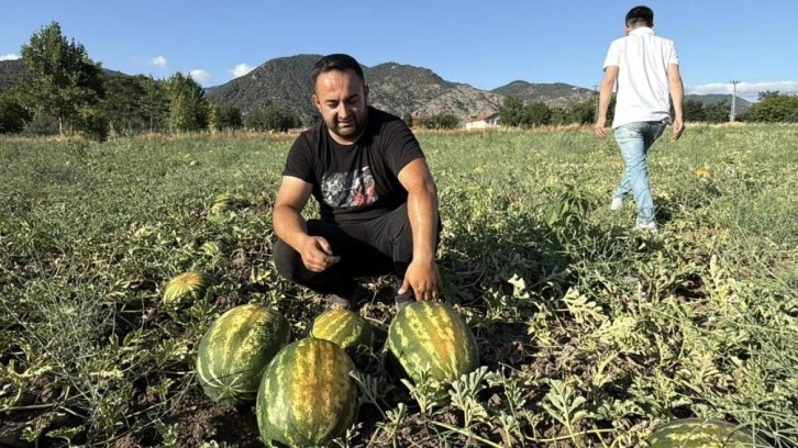 Dönüm fiyatı 10 bin lira: Hasat başladı