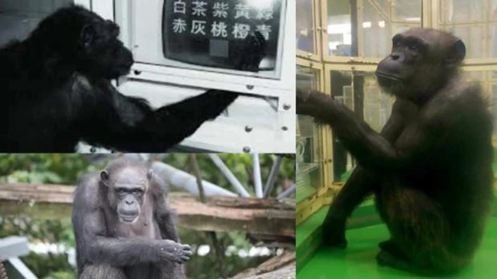 D&uuml;nyanın en dahi şempanzesi &ouml;ld&uuml;