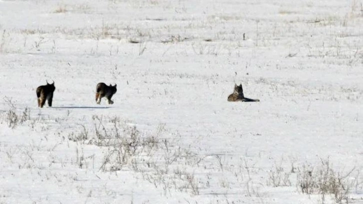 Elazığ'da nesli tehlike altındaki vaşak ailesi g&ouml;r&uuml;nt&uuml;lendi