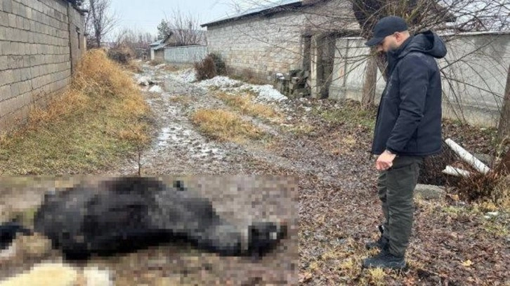 Erzincan'da at ve eşek silahla katledildi