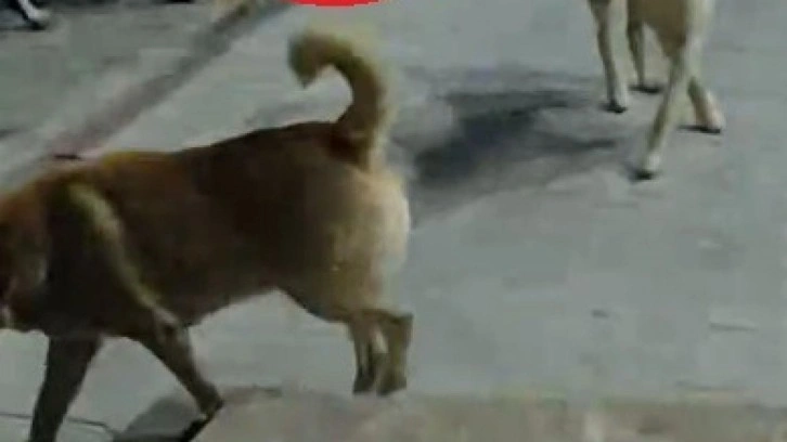 Hatay’da 6 sokak köpeğinin saldırdığı  kedi öldü