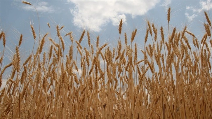 Her şey 2 dereceye bağlı: Buğdayda zarar y&uuml;zde 46'ya &ccedil;ıkacak