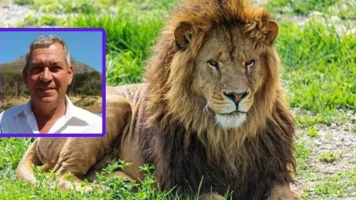 İşadamını aslan yedi