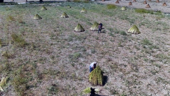 Japonlar'ın suşi susamı Gökova'dan
