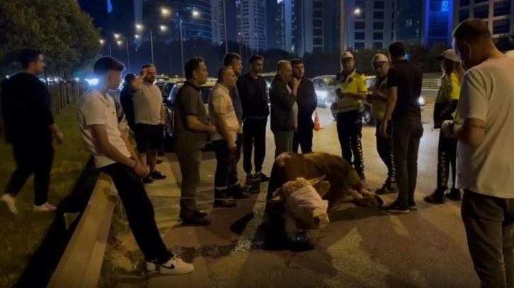 Kamyonetten atlayan kurbanlık dananın ayağı kırıldı