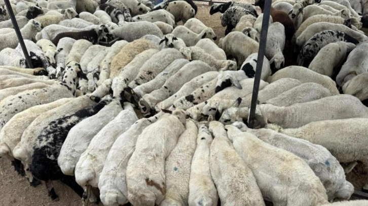 Karnı şiş kurbanlıklara dikkat!