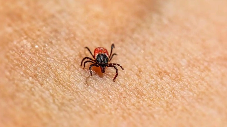 Kenelerden kalkan gibi koruyan taktikler! Hepsini bir bir uzaklaştıracak