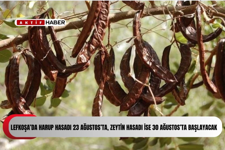 Lefkoşa’da harup hasadı 23 Ağustos’ta, zeytin hasadı ise 30 Ağustos’ta başlayacak