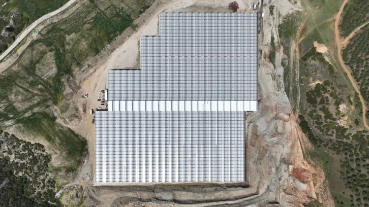 Manisa'da jeotermal serada üretilen 500 ton domates ihraç edildi