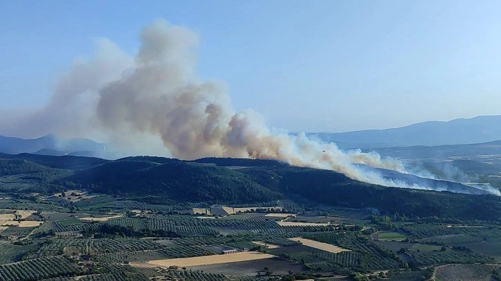 Manisa'da orman yangını