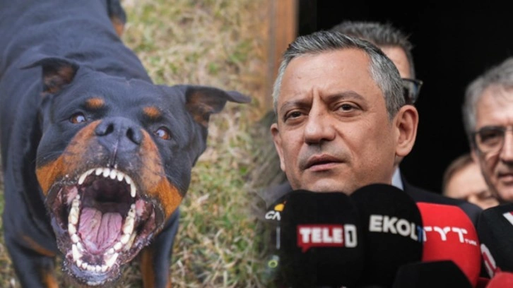 Özgür Özel, CHP'li belediyelerin başıboş sokak köpeklerini toplamayacaklarını duyurdu