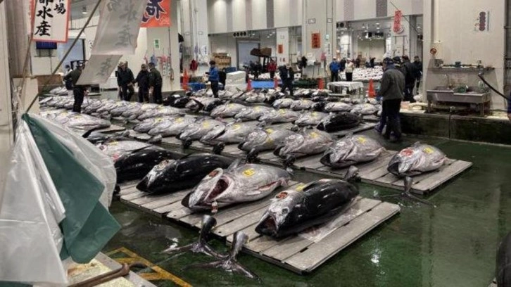 Rekor tazelendi! Dev orkinos 3,2 milyon dolara satıldı