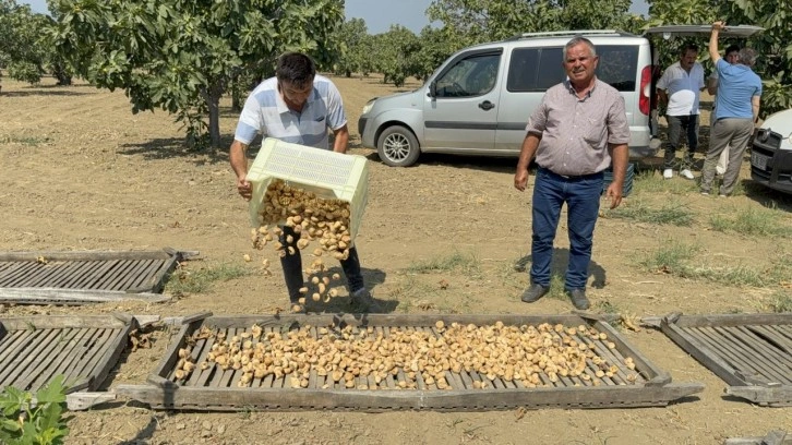 Sezonun ilk kuru incirinin kilosu 400 liradan satıldı