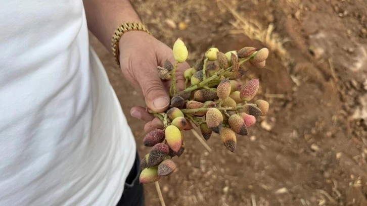 Siirt fıstığında rekolte yüzde 80 düştü