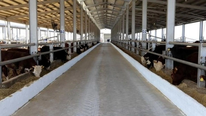 Sivas bazı köy ve mahallelerde şap karantinası başlatıldı