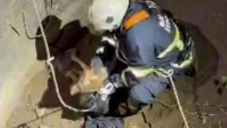 Su kuyusuna düşen çakal kurtarıldı