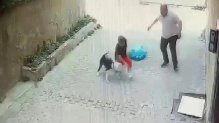 Tasmasız Pitbull 7 yaşındaki çocuğa saldırdı