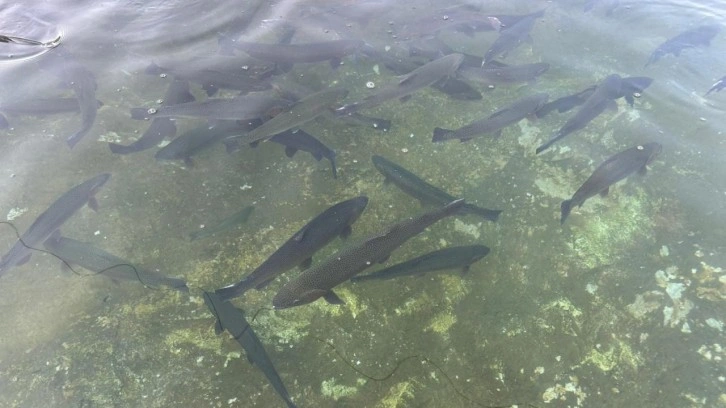Van'da tarihi rekor! Hedef 400 milyon yavru alabalık!