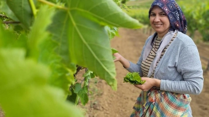 Yaprak toplama sezonu başladı!