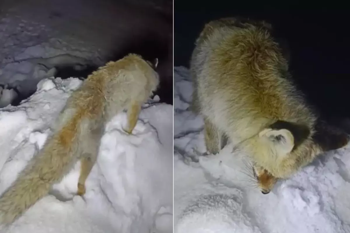 Yıllarca anlatılan efsane ger&ccedil;ek oldu