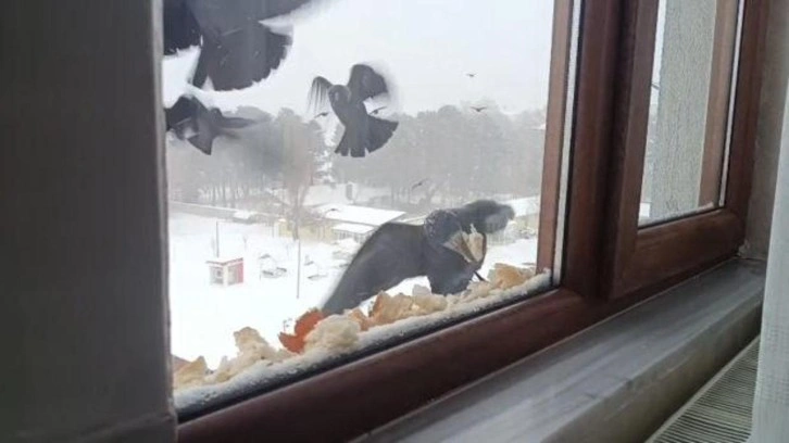 Y&uuml;rekleri ısıtan hareket: Pencere &ouml;n&uuml;ne ekmek bırakarak kuşları beslediler