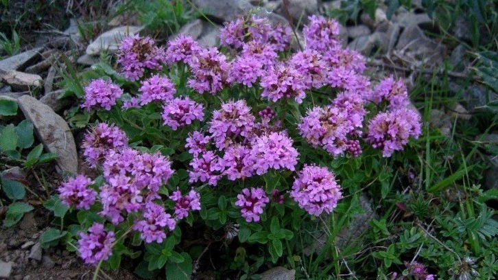 Yurt dışına ka&ccedil;ırmak istediği &ccedil;i&ccedil;ek hayatını karattı: 557 bin lira ceza kesildi