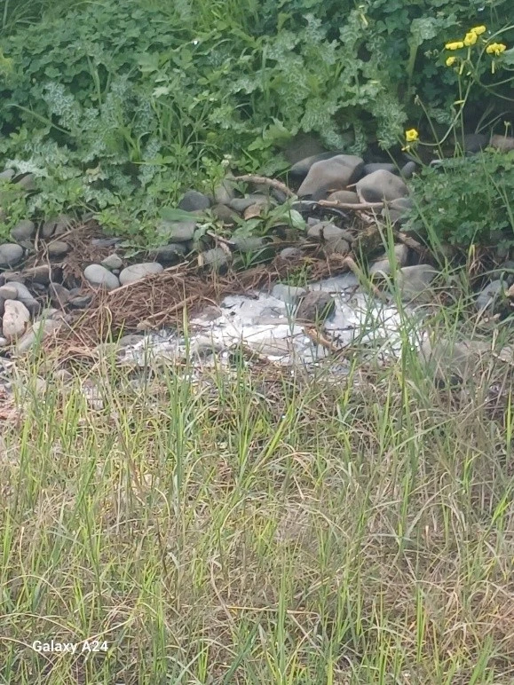  Lefke &Ccedil;evre ve Ekoloji Derneği: &ldquo;Gemikonağı Deresi&rsquo;ni kaplayan foseptik kirliliği &uuml;&ccedil; aydır olduğu gibi duruyor&rdquo;