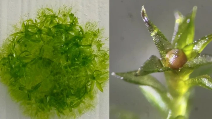 Yosun uzayda dokuz ay yaşamayı başardı