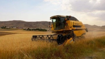 2.5 milyon dekar alanda ekildi, 800 bin ton ürün bekleniyor