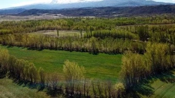 2B arazilerinde tapu süreci nasıl olacak? Detaylar belli oldu