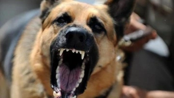 4 sokak köpeğinin saldırısına uğrayan adam silahına davrandı