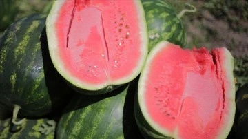 Adana karpuzunun kilogram fiyatı tarlada 7 liraya düştü