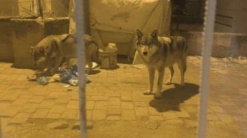Ankara'da a&ccedil; kalan kurtlar il&ccedil;eye indi