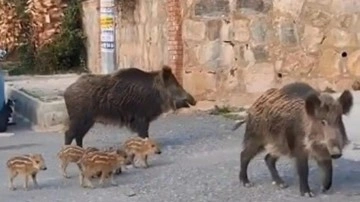 Ayı ve yaban domuzu halk sağlığını tehdit ediyor