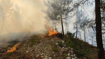 Balıkesir'de orman yangını