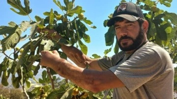 Başkasının kollarıyla incir hasadı yapıyor