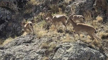 Bayburt'un zirvelerinde canlılık: Yaban keçileri sürü halinde görüntülendi